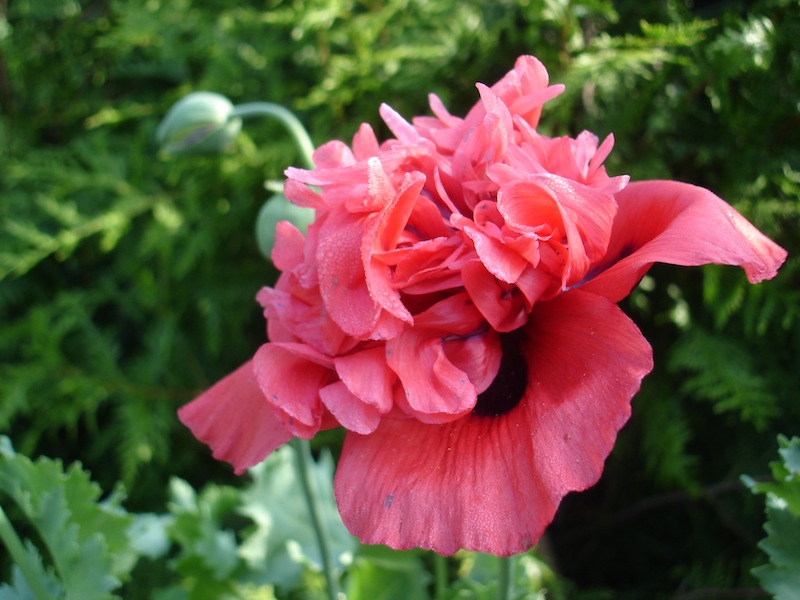 Poppy to illustrate Gt Barton open gardens