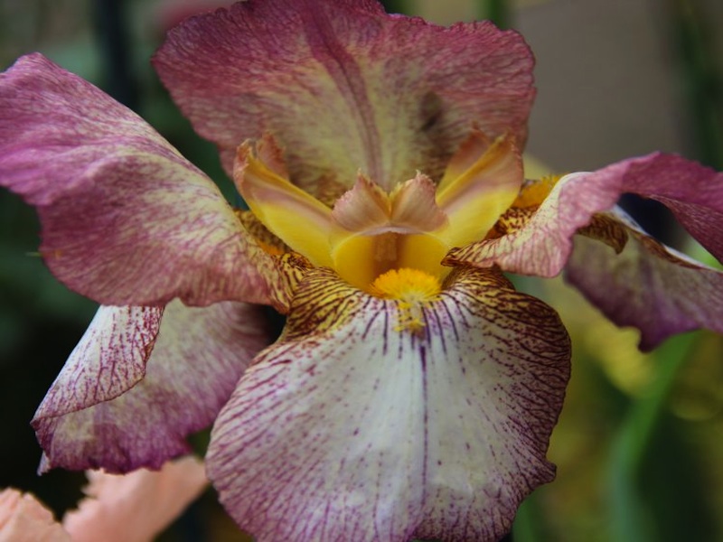 IrisCedric