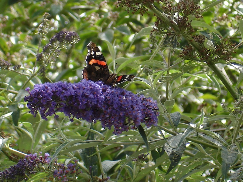 OpenGardenevent